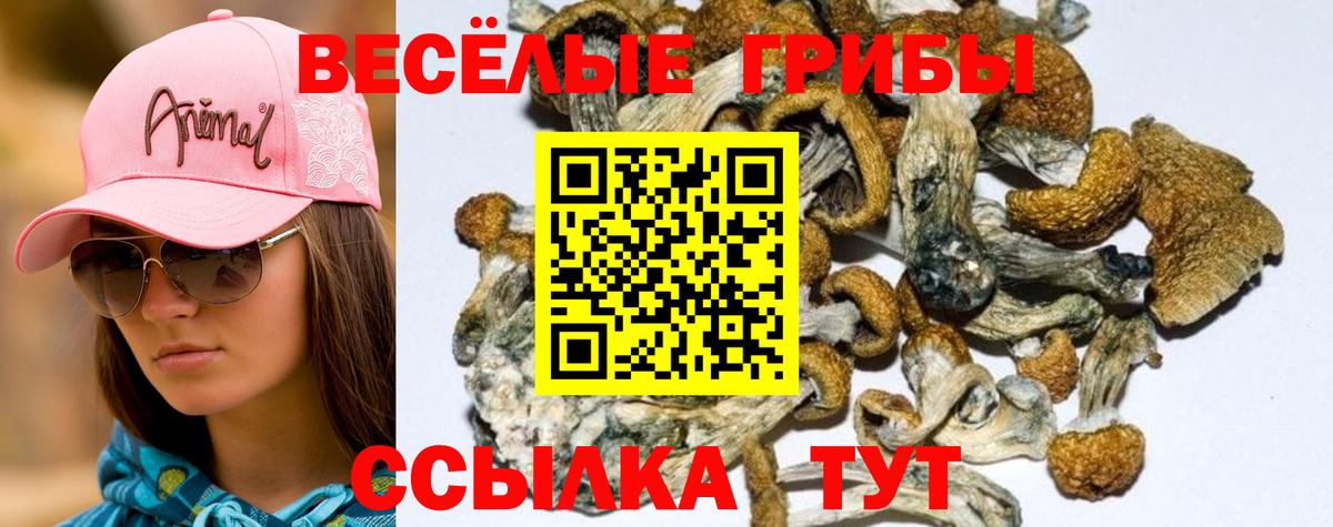 Галлюциногенные грибы GOLDEN TEACHER  Галлюциногенные грибы Psilocybe  Сегежа  Вход с VPN 